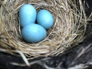 Robin eggs